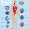 Build a Body